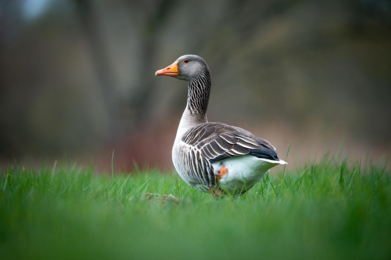 Flera vilda arter, från fåglar till däggdjur, gör nu en efterlängtad comeback i den svenska naturen.