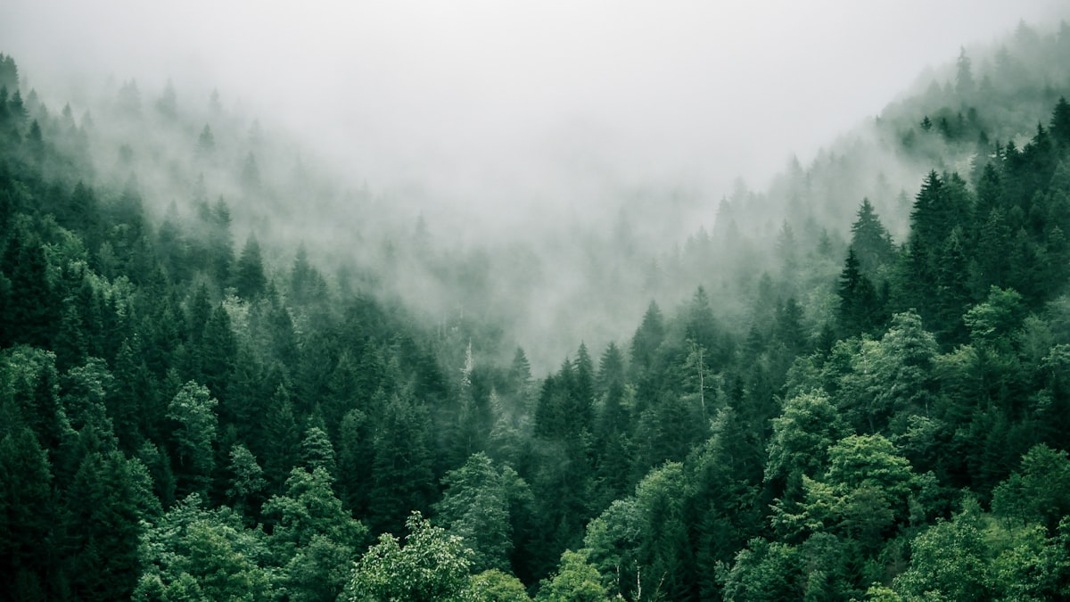 När landskapet knyts samman med sammanhängande naturområden kan djur som älg, lodjur och mindre arter vandra dit klimatet gör livet möjligt, i stället för att fastna på isolerade öar av natur.