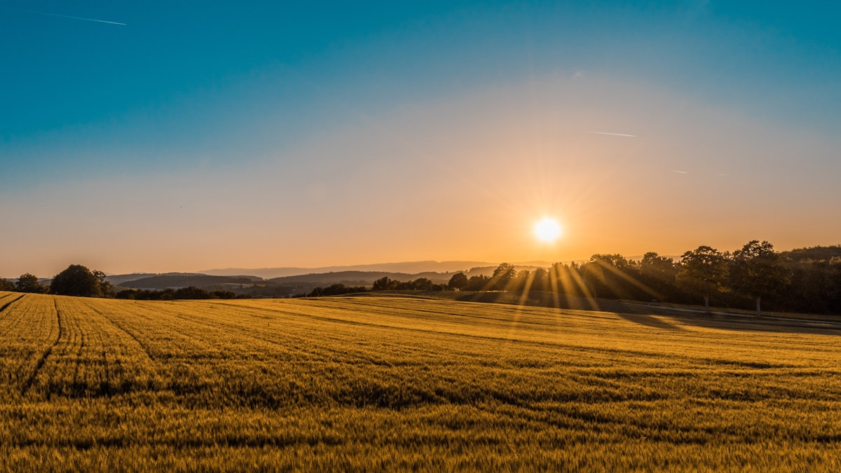 Naturbetesmarker hör till de rikaste miljöerna i det svenska landskapet. Att återskapa dem genom bete är en av planens hörnstenar.