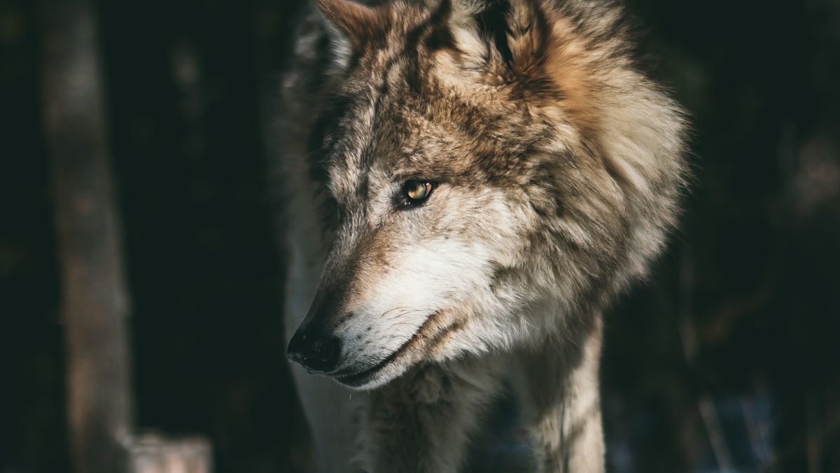 Vargens framtid i de svenska skogarna har blivit en av landets mest infekterade miljöfrågor.